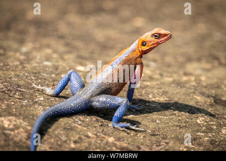 Nahaufnahme der männlichen Spider-Man agama auf Felsen Stockfoto