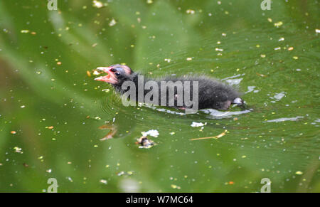 Wild baby Sumpfhuhn auf dem Teich im Cotswold Wildlife Park, Witney, Oxfordshire, Großbritannien Stockfoto