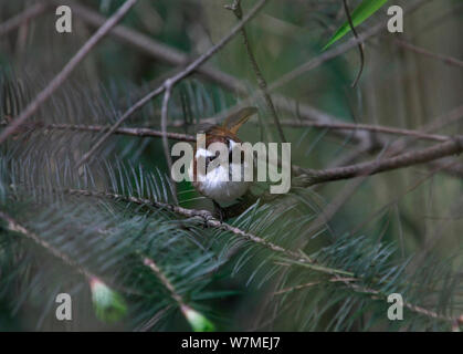 Weiß der tiefsten fulvetta (Fulvetta vinipectus) im Zweig im Bambus Dickicht der Cypressus-Tsuga Wald gehockt, oberer Wald Gürtel des zentralen Himalaya, Nepal, Mai. Stockfoto
