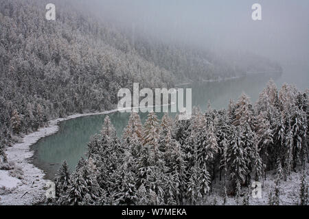 Erster Schnee auf Kucherlinskoe, Tarn See von Altai Mts in den rocky Katunsky Produktpalette mit typischen Altai Bergwald mit Sibirischen Lärche Bäume (Larus Pumila) und Sibirische Kiefer (Pinus Pumila) Mt. belukha Naturpark umgeben, Sibirien, Russland, Oktober 2010. Stockfoto