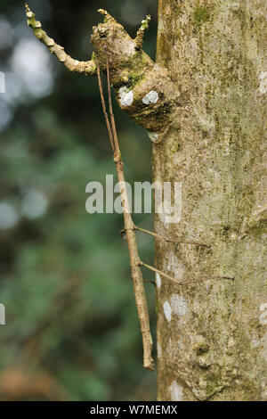 Insekt (Phibalosoma phyllinum) auf Baumstamm in bergigen Atlantischen Regenwaldes von Serra Bonita Natürliche privaten Erbe finden getarnt Stick (RPPN Serra Bonita), Gemeinde Camacan, südlichen Bahia State, Ost Brasilien. Stockfoto