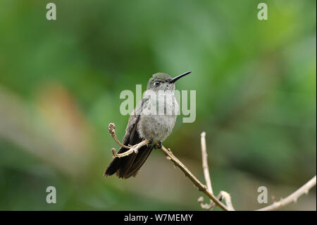 Sombre hummingbird (Aphantochroa cirrochloris) auf Niederlassung in bergigen Atlantischen Regenwaldes von Serra Bonita Natürliche privaten Erbe finden thront (RPPN Serra Bonita), Gemeinde Camacan, südlichen Bahia State, Ost Brasilien. Stockfoto