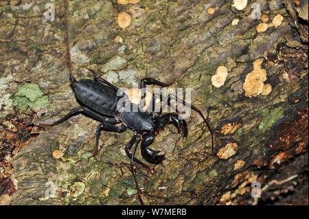 Riesige vinegaroon/Tail whip Scorpion (Mastigoproctus giganteus) auf Baumstumpf, Vale Naturpark, Gemeinde Linhares, Esparito Santo Zustand, Ost Brasilien. Stockfoto