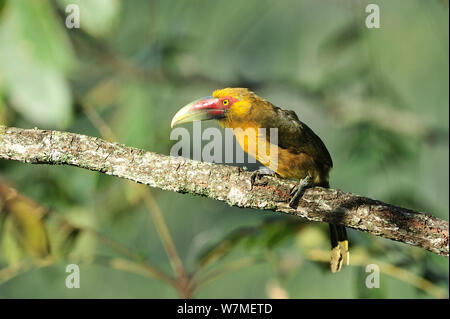 Safran toucanet bailloni (Pteroglossus) thront oin Zweig im Atlantischen Regenwald von itatiaia Nationalpark, Gemeinde Itatiaia, Rio de Janeiro, Südosten von Brasilien. Stockfoto