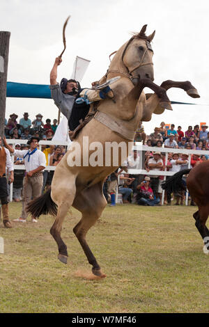 Ein traditionell gekleideten Cowboy versucht, auf einem BRONC (ungebrochene) Quarter Wallach zu bleiben, während der Rodeo des Festival de la Doma y el Folklore, Estancia Tacuaty, Misiones, Paraguay, Januar 2012 Stockfoto