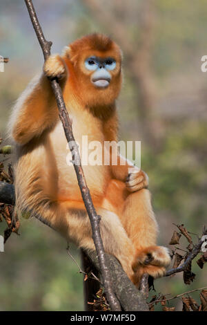 Quinling Golden snub gerochene Monkey (Rhinopitecus qinlingensis roxellana), erwachsenen Mann mit blauen Gesicht sitzen in einem Baum. Zhouzi Nature Reserve, Qinling Mountains, Shaanxi, China. Stockfoto