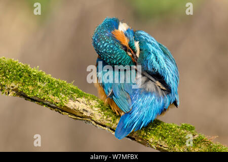 Eisvogel (Alcedo atthis) männlich zurück Putzen mit schlammigen Bill, Hertfordshire, England, UK, März. Stockfoto