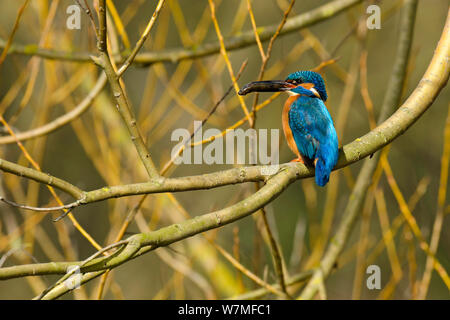 Eisvogel (Alcedo atthis) männlich im Baum holding Fisch gehockt, Hertfordshire, England, UK, März. Stockfoto