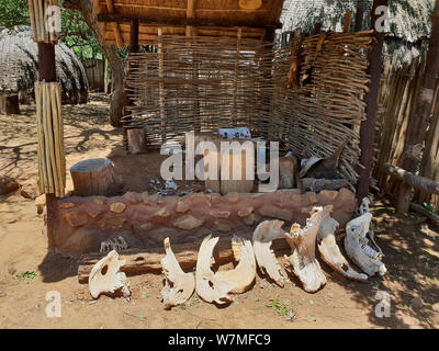 Vieh Kieferknochen gesäumt von abschaltdruck am Shakaland Zulu Cultural Village, Eshowe, Kwazulu Natal, Südafrika Stockfoto