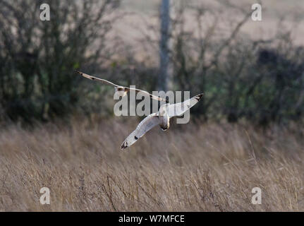 Sumpfohreule (Asio Flammeus) zwei im Flug, Anzeigen über Jagdgebiet, Prestwick Carr, Northumberland, Großbritannien. Dezember Stockfoto