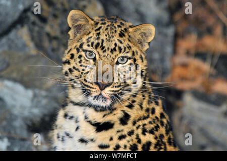 Wilde weibliche Amur Leopard (Panthera pardus orientalis), Kedrovaya Pad finden, Primorski Krai, im Fernen Osten Russlands, Dezember. Kritisch bedrohte Arten Stockfoto