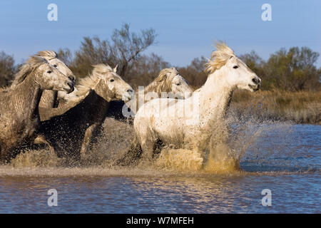 Camargue Pferde laufen im Wasser (Equus caballus) Camargue, Frankreich, April Stockfoto