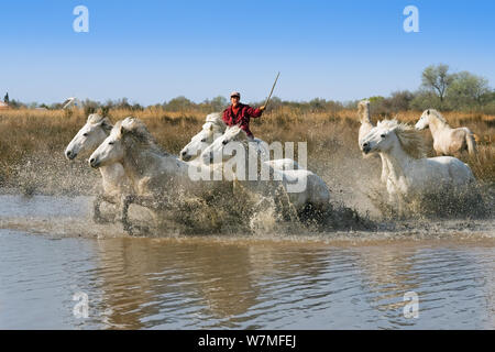 Camargue Pferde (Equus caballus) und Wächter, Camargue, Frankreich, April Stockfoto