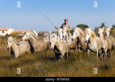 Camargue Pferde (Equus caballus) und Wächter, Camargue, Frankreich, April Stockfoto