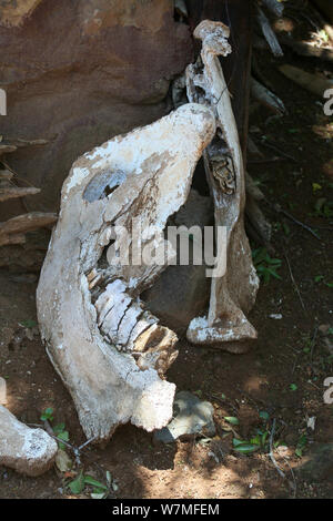 Vieh Kieferknochen gesäumt von abschaltdruck am Shakaland Zulu Cultural Village, Eshowe, Kwazulu Natal, Südafrika Stockfoto