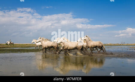 Camargue Pferde (Equus caballus) und Wächter, Camargue, Frankreich, April Stockfoto