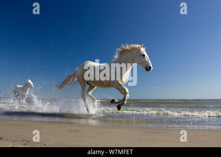 Camargue Pferde (Equus caballus) läuft im Wasser am Strand, Camargue, Frankreich, April Stockfoto