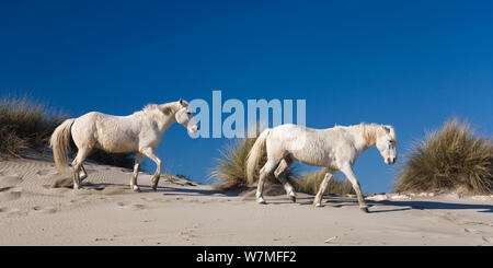 Camargue Pferde (Equus caballus) entlang Sanddünen, Camargue, Frankreich, April Stockfoto