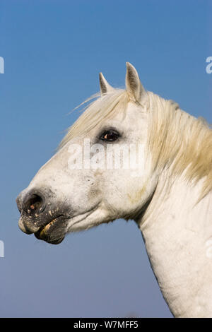 Camargue Pferd (Equus caballus) Kopf hoch, Camargue, Südfrankreich. Stockfoto