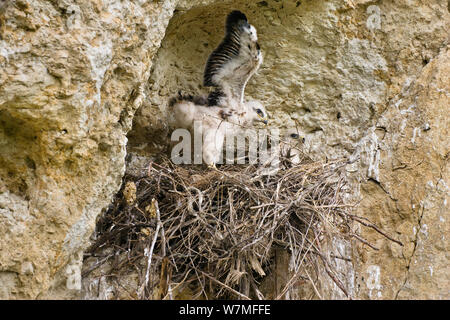 Long-legged Buzzard Küken in Nest (Buteo rufinus) Schlagflügel in der Praxis für den Flug, Bulgarien, kann Stockfoto