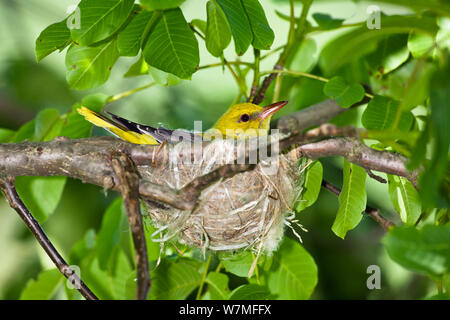 Pirol (Oriolus oriolus) Weibchen im Nest, Bulgarien, kann Stockfoto