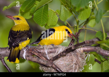 Golden Orioles (Oriolus oriolus) Paar am Nest, um Nahrung für Küken, Bulgarien, Juni Stockfoto