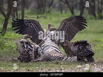 Ruppell's Gänsegeier (Tylose in Rueppellii) und einem Weißen-backed Vulture (Tylose in Africanus) abwechselnd auf einem Zebra Karkasse, Tansania, Afrika zu füttern. Stockfoto