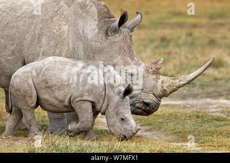 Weiße Nashörner (Rhinocerotidae)) Mutter und zwei Monat Baby weiden in der Nähe der Lake Nakuru, Kenia, Afrika. Stockfoto