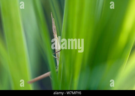 Kurze gehörnten/Mittelmeer schräg gegenüber Grasshopper (Acrida ungarica) inmitten Gras, Lykia, Tukey, Asien Stockfoto