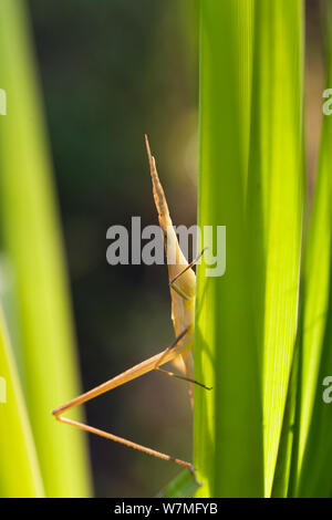 Kurze gehörnten/Mittelmeer schräg gegenüber Grasshopper (Acrida ungarica) inmitten Gras, Lykia, Tukey, Asien Stockfoto