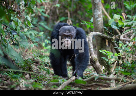 Schimpanse (Pan troglodytes) männlichen auf Patrouille, Mahale Mountains National Park, Tansania, Ostafrika Stockfoto