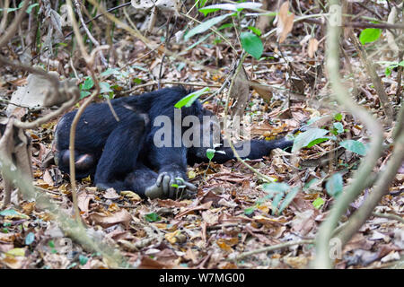 Schimpanse (Pan troglodytes), Stecker, schlafen auf dem Boden, Mahale Mountains National Park, Tansania, Ostafrika Stockfoto