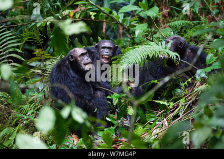 Schimpansen (Pan troglodytes) Aggressive Männer schreien, Mahale Mountains National Park, Tansania, Ostafrika Stockfoto