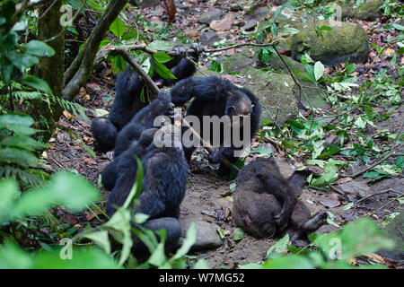 Schimpansen (Pan troglodytes) aggressive Männchen kämpfen gegen ihre Alpha Male Pim, Mahale Mountains National Park, Tansania, Ostafrika Stockfoto