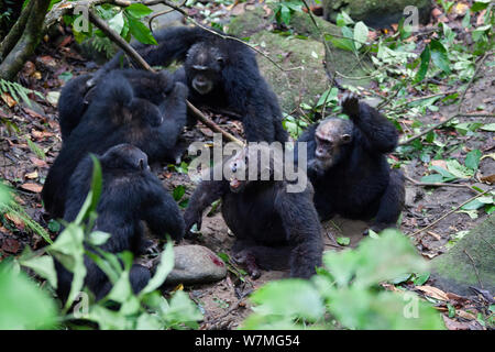 Schimpansen (Pan troglodytes) aggressive Männchen kämpfen gegen ihre Alpha Male Pim, Mahale Mountains National Park, Tansania, Ostafrika Stockfoto