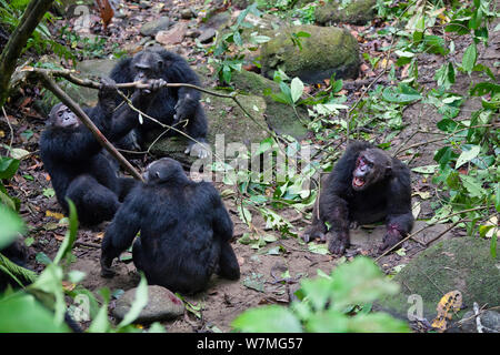 Schimpansen (Pan troglodytes) aggressive Männchen kämpfen gegen ihre Alpha Male Pim, Mahale Mountains National Park, Tansania, Ostafrika Stockfoto