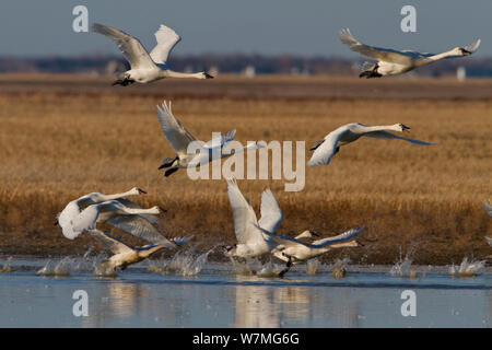 Trompeter Schwan (Cygnus buccinator) Herde weg von Wasser während der nördlichen Migration im Frühjahr, kanadischen Prärien, Saskatchewan, Kanada, im März Stockfoto