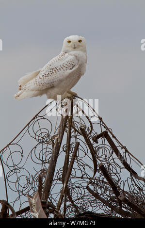 Schnee-eule (Bubo scandiacus) auf verworfen Matratze Rahmen im Frühjahr nördlichen Migration thront, kanadischen Prärien, Saskatchewan, Kanada, Januar Stockfoto