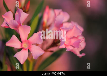 Oleander (Nerium oleander) Blumen ein typisch mediterranes Bush Arten, Sardinien, Italien, Juli. Stockfoto