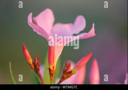 Blumen und Blüten sowie deren Knospen, Oleander (Nerium oleander) Eine typische mediterrane Bush Arten, Sardinien, Italien, Juli. Stockfoto