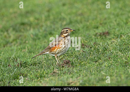 Rotdrossel (Turdus Iliacus) stehen über Worm wirft im Feld, Warwickshire, Großbritannien, Februar Stockfoto