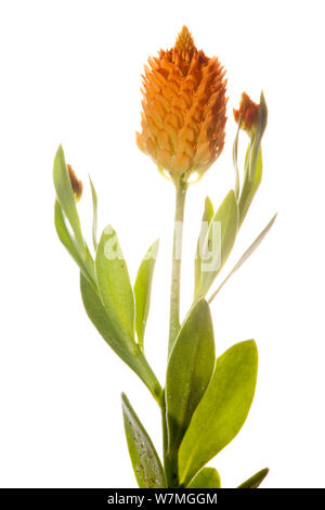 Orange milkwort (Adenia lutea) Alachua County, Florida, USA, April. meetyourneighbors.net Projekt Stockfoto