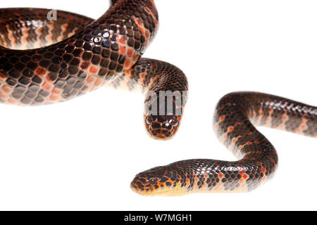 Eastern mud snake (Farancia abacura abacura) zwei Schlangen, Everglades National Park, Florida, USA, Mai. meetyourneighbors.net Projekt Stockfoto