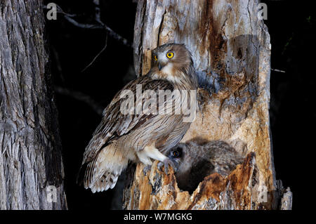 Blakiston's Fish Owl (Bubo blakistoni/Ketupa) mit Küken im Nest in der Nacht, Primorskiy Krasnodar, Russland. Stockfoto