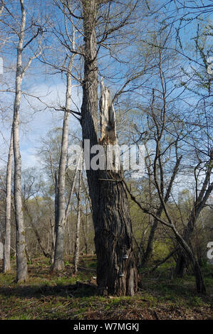 Blakiston's Fish Owl (Bubo blakistoni/Ketupa) Nest in Krasnodar, Russland, Primorskiy. Stockfoto