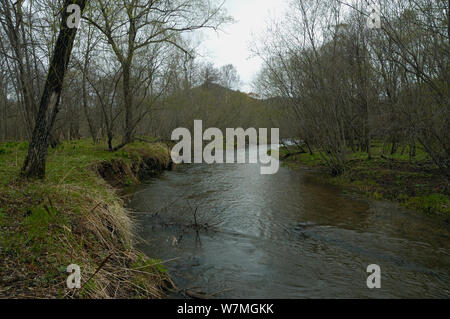 Blakiston's Fish Owl (Bubo blakistoni/Ketupa) nesting Lebensraum, Primorskiy Krasnodar, Russland. Stockfoto