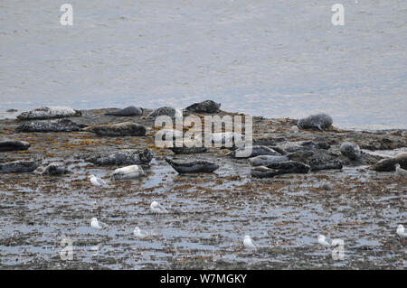 Western Pacific Harbour Seal/Kuril Dichtung (Phoca vitulina stejnegeri) Gruppe liegen am Strand, Commander Inseln, in den Fernen Osten, nach Russland. Stockfoto