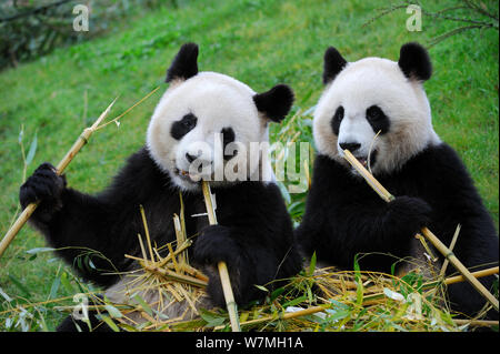 Panda (Ailuropoda lalage) zwei Sitzen Fütterung auf Bambus, Captive, zoo parc de beauval, Frankreich, Gefährdete Stockfoto