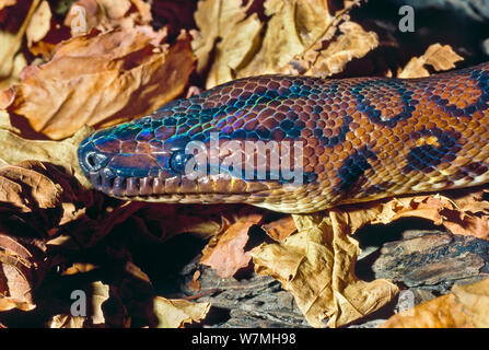 Rainbow Boa (Epicrates cenchris cenchris) Kopf hoch. Captive, tritt auf Brasilien. Stockfoto