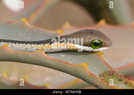 Boomslang (Dispholidus typus) neugeborene Schlange auf Aloe. deHoop Nature Reserve, Western Cape, Südafrika. Stockfoto